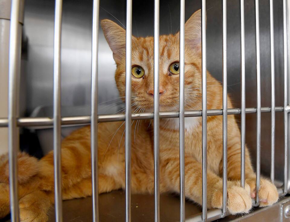 Animaux De Compagnie Vague D Abandons Redoutee Apres Une Baisse De L Engouement Jdq Animaux De Compagnie Vague D Abandons Redoutee Apres Une Baisse De L Engouement Jdq