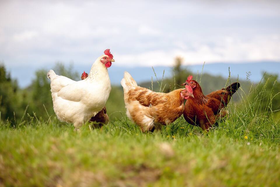 Des œufs Frais Tous Les Jours Le Journal De Montreal Des œufs Frais Tous Les Jours Le Journal De Montreal