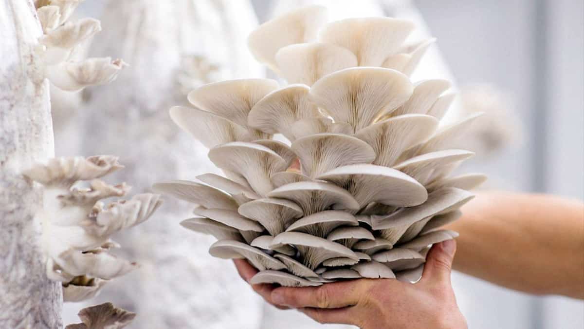 Voici pourquoi il faut manger des champignons pour vivre plus longtemps