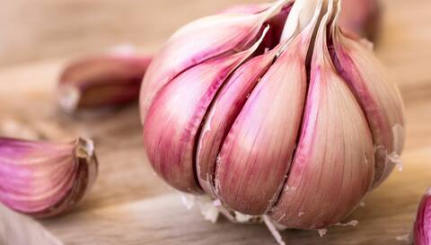 Elle «Chesnock Red»