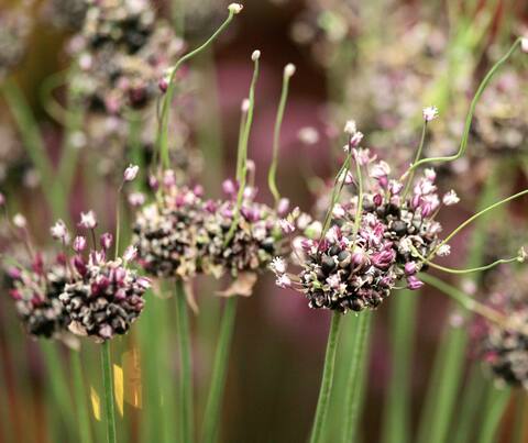 El ajo Rocambol tiene la peculiaridad de producir dientes en la parte superior de los tallos. A veces, estos pequeños lóbulos de aire también pueden convertirse en tallos con clavo de olor.