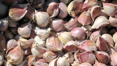 Los dientes de ajo están listos para plantar.