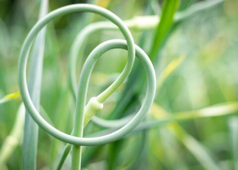 La flor de ajo es comestible como una cebolla.