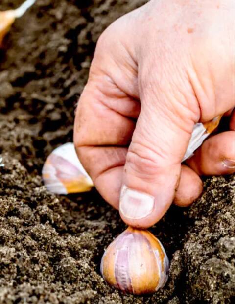 Cada vaina debe colocarse en el suelo con la punta apuntando hacia arriba.