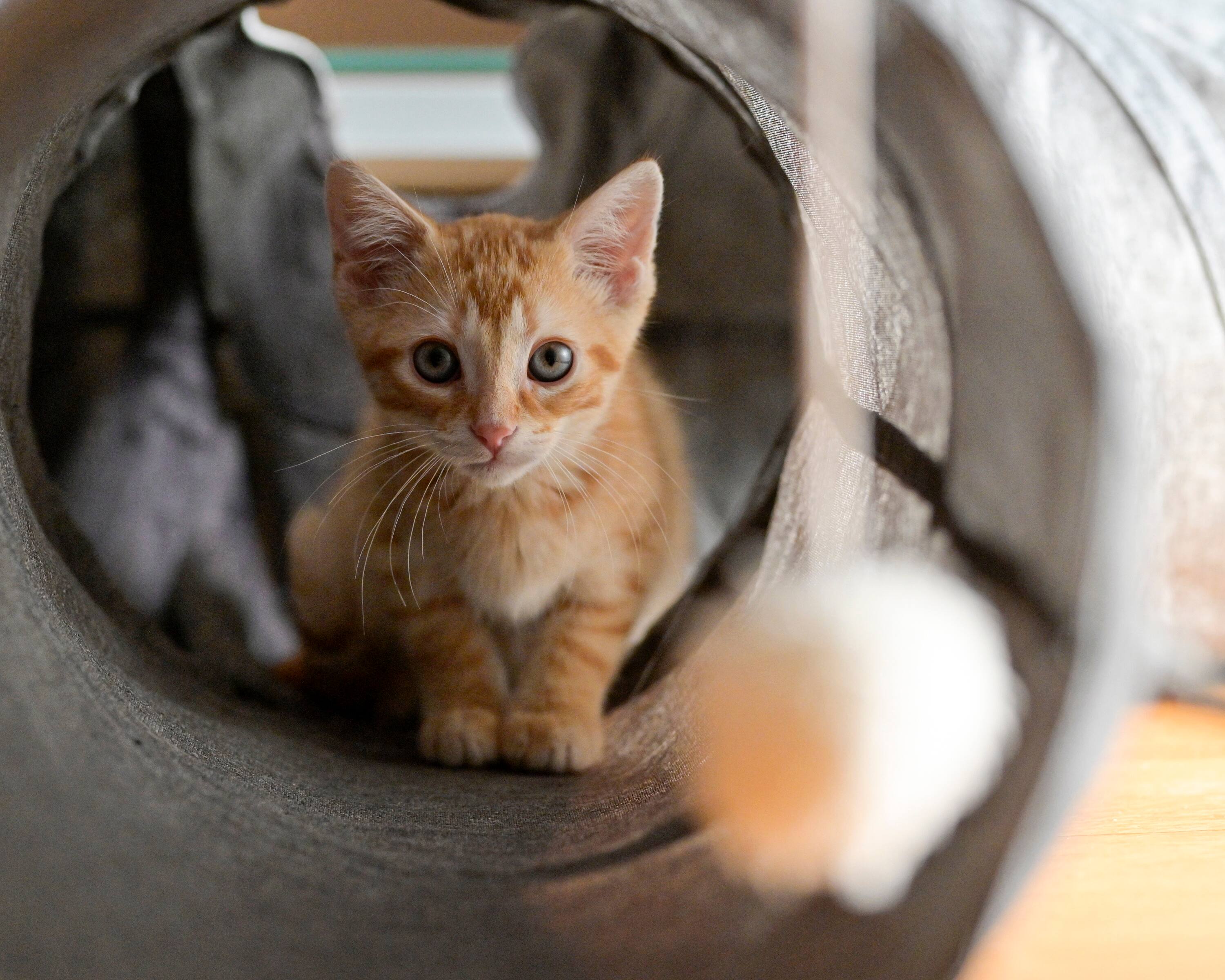 Une Fausse Benevole Vend Des Chatons Malades Et Plein De Puces Jdm
