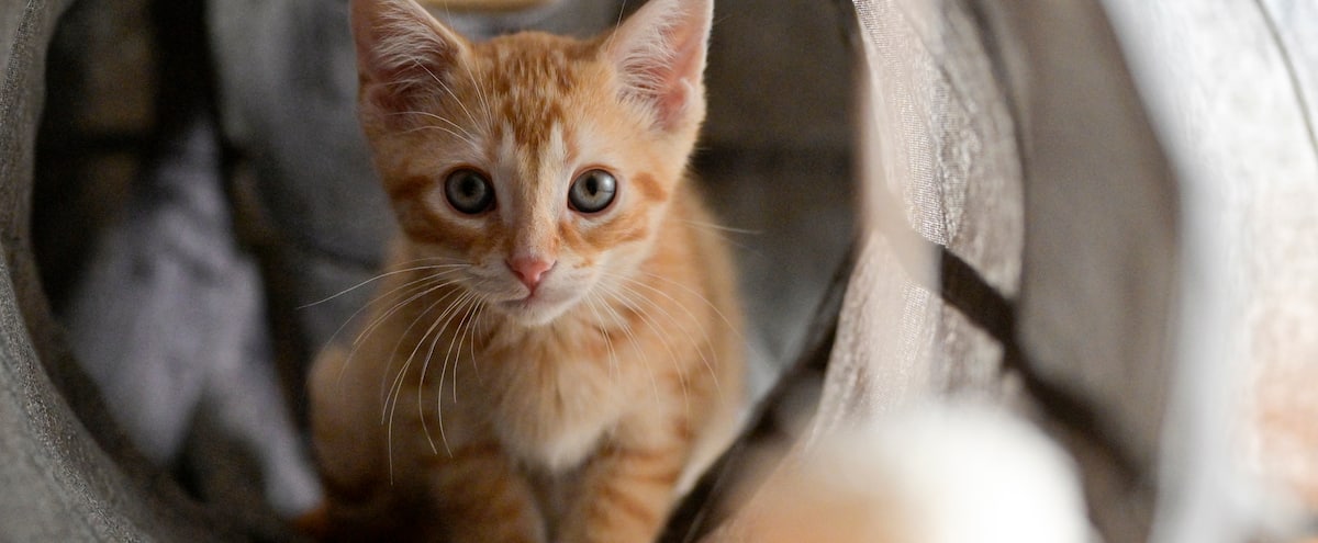 Une Fausse Benevole Vend Des Chatons Malades Et Plein De Puces Jdm Une Fausse Benevole Vend Des Chatons Malades Et Plein De Puces Jdm