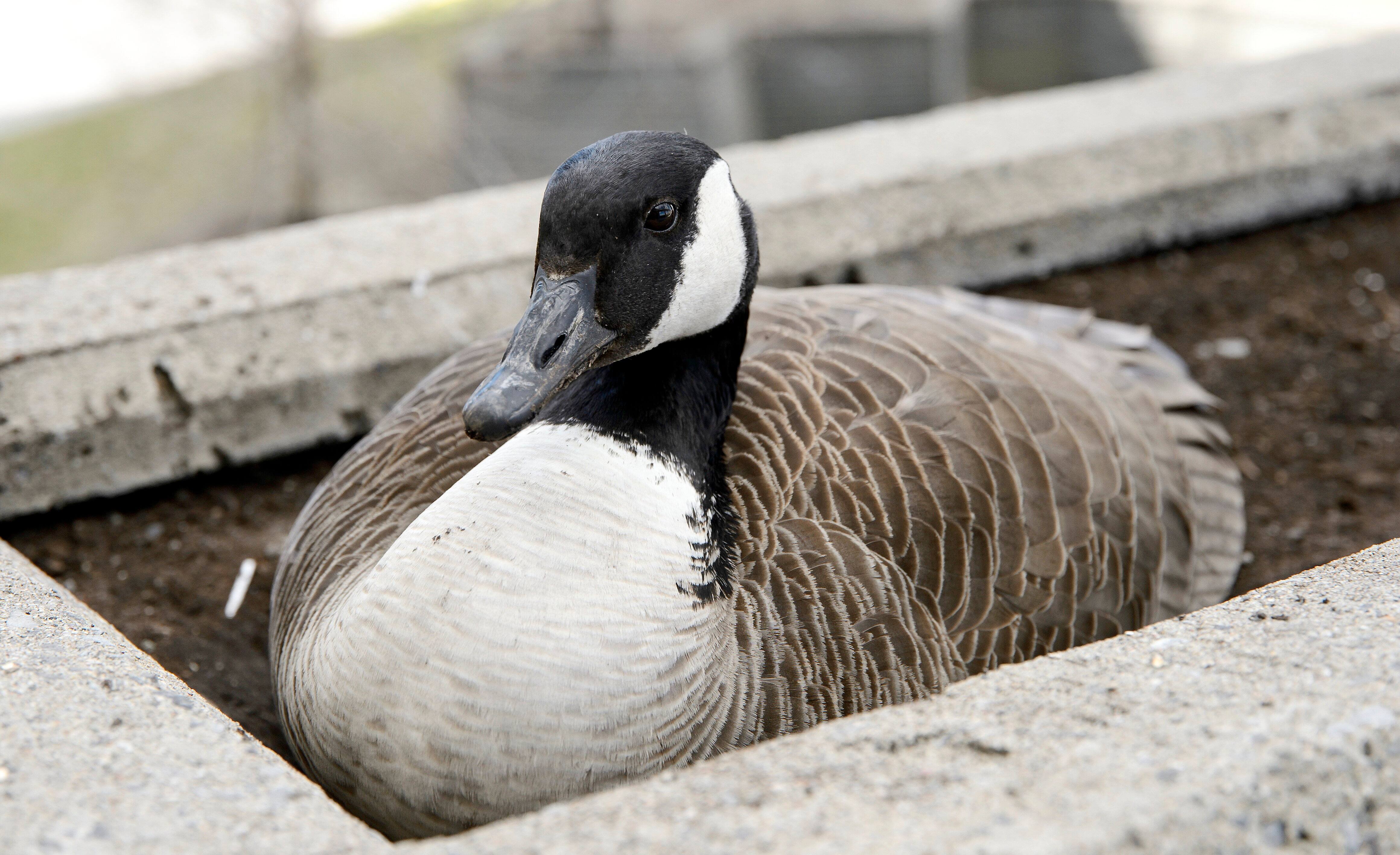 [EN IMAGES] Un couple de bernaches entrave la circulation au palais de justice de Laval