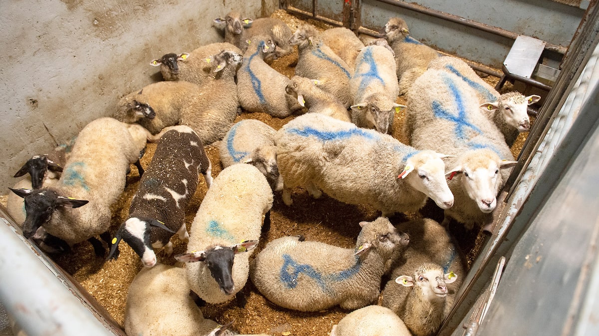 Pénurie de vétérinaires: des animaux entassés dans des conditions cruelles dans des abattoirs