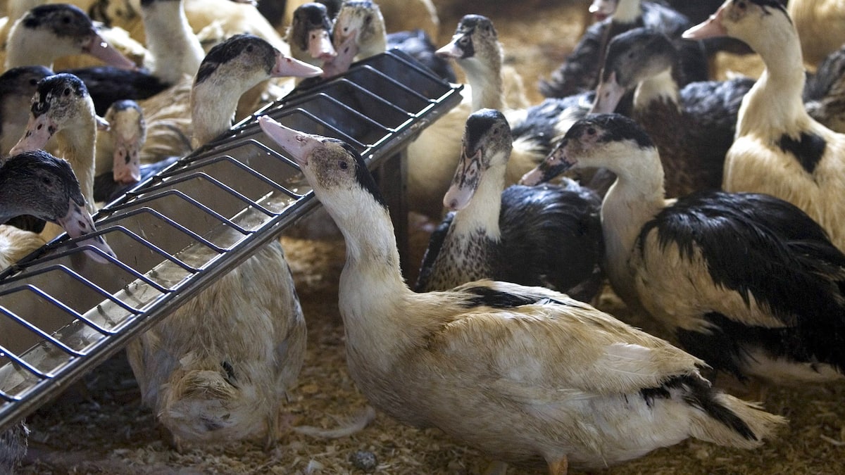 Un premier cas d’influenza aviaire confirmé au Québec