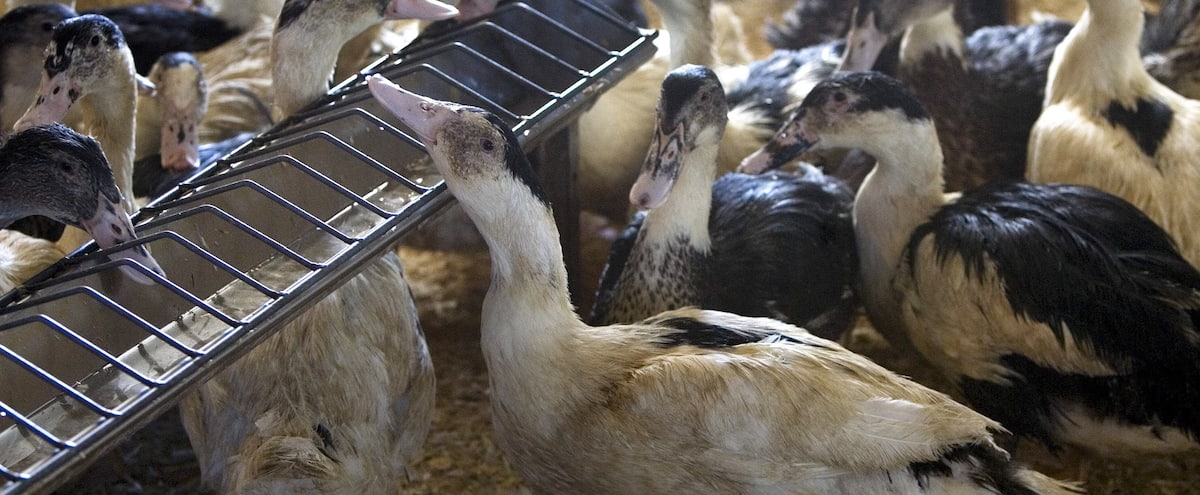 Un premier cas d’influenza aviaire confirmé au Québec