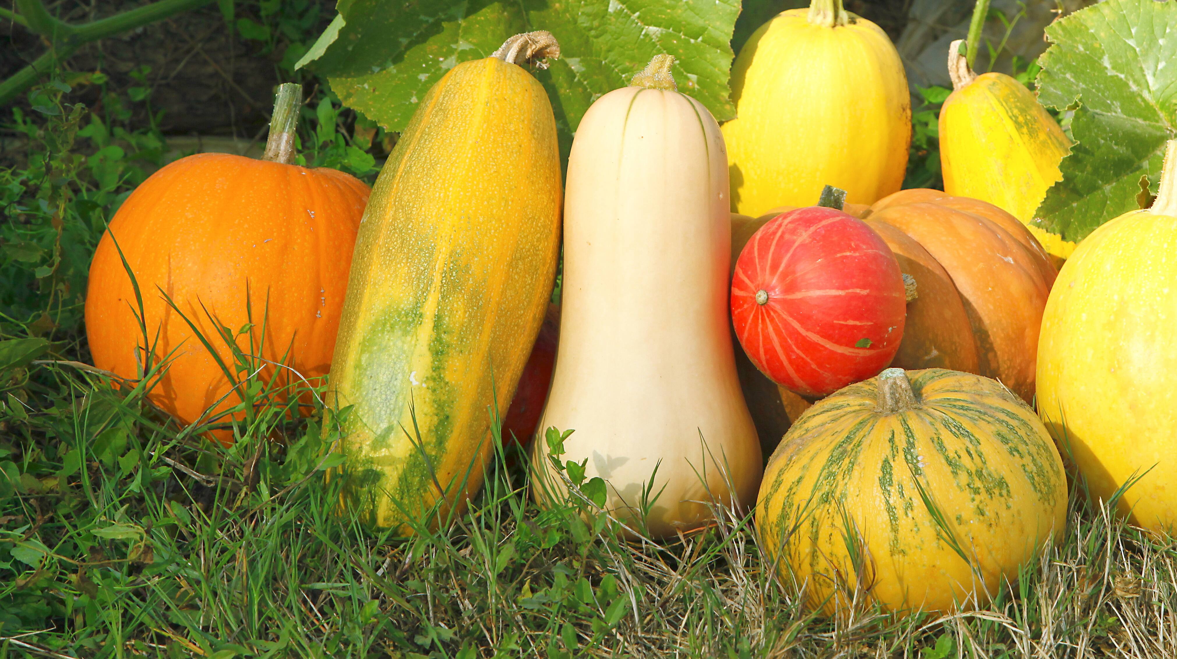 Des courges SVP
Trucs et astuces&nbsp;&nbsp;