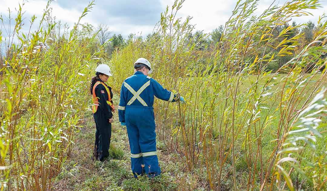 Le saule, une plante aux multiples usages