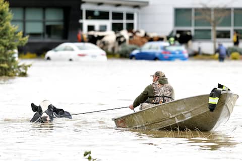 Boats were to be used to rescue the cows in Abbotsford on Tuesday.