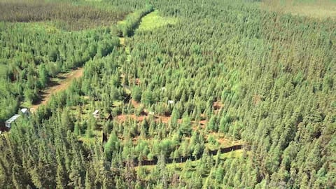 Les sept caribous de Val d'Or vivent sur un territoire encerclé d’immenses clôtures noires.