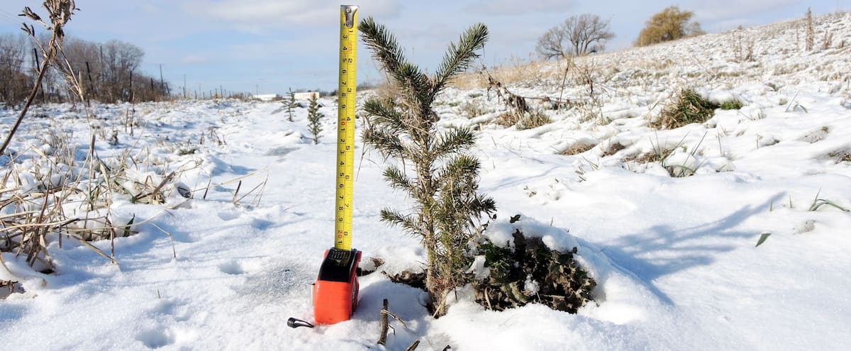 L’échangeur Turcot sera vert dans une centaine d’années
17 376 ARBRES DE DIFFÉRENTES ESSENCES DÉJÀ PLANTÉS