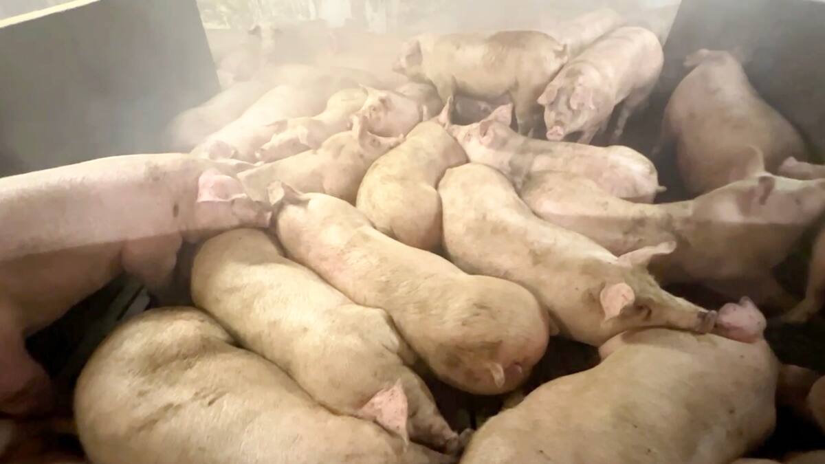 Temps de cochon pour les éleveurs