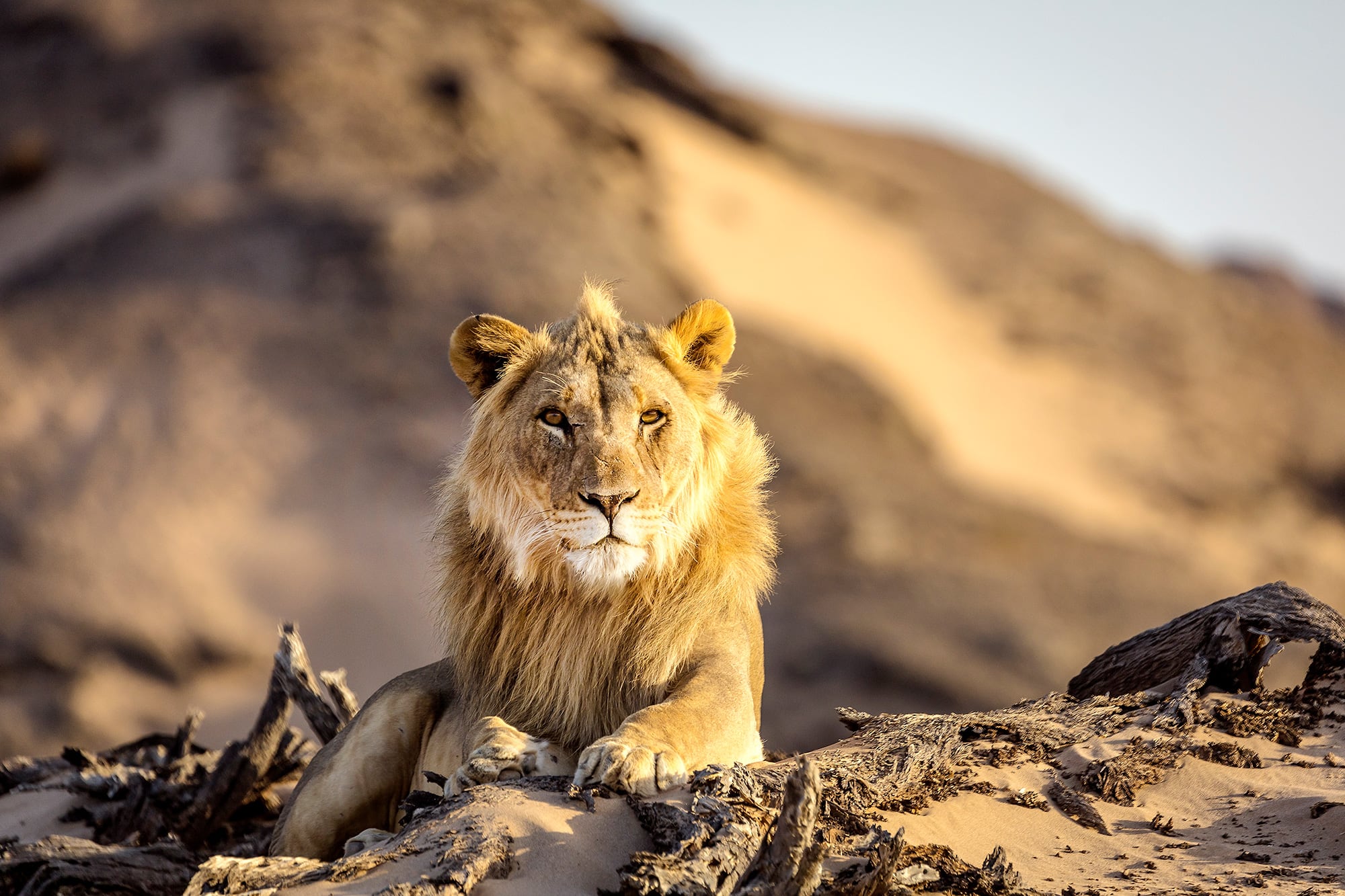 Face &agrave; face avec le lion du d&eacute;sert