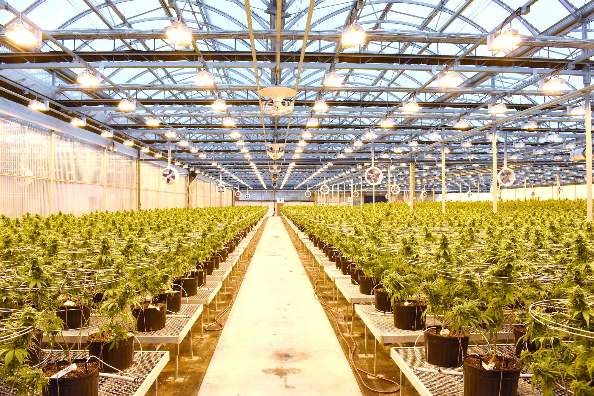 Du cannabis pourrait pousser &agrave; Beaumont