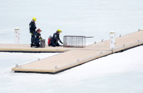 Sauvetage Animal Rescue's team sets up a cage to catch a wolf fox in Old Montreal Harbor on Friday afternoon.