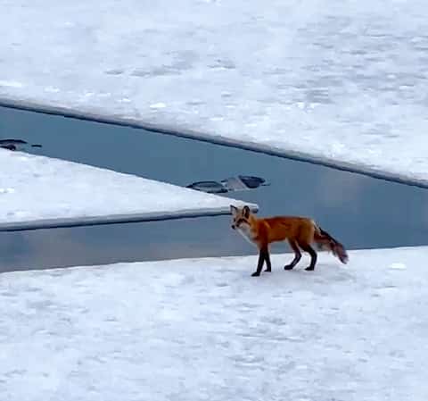 This animal was spotted earlier this week.