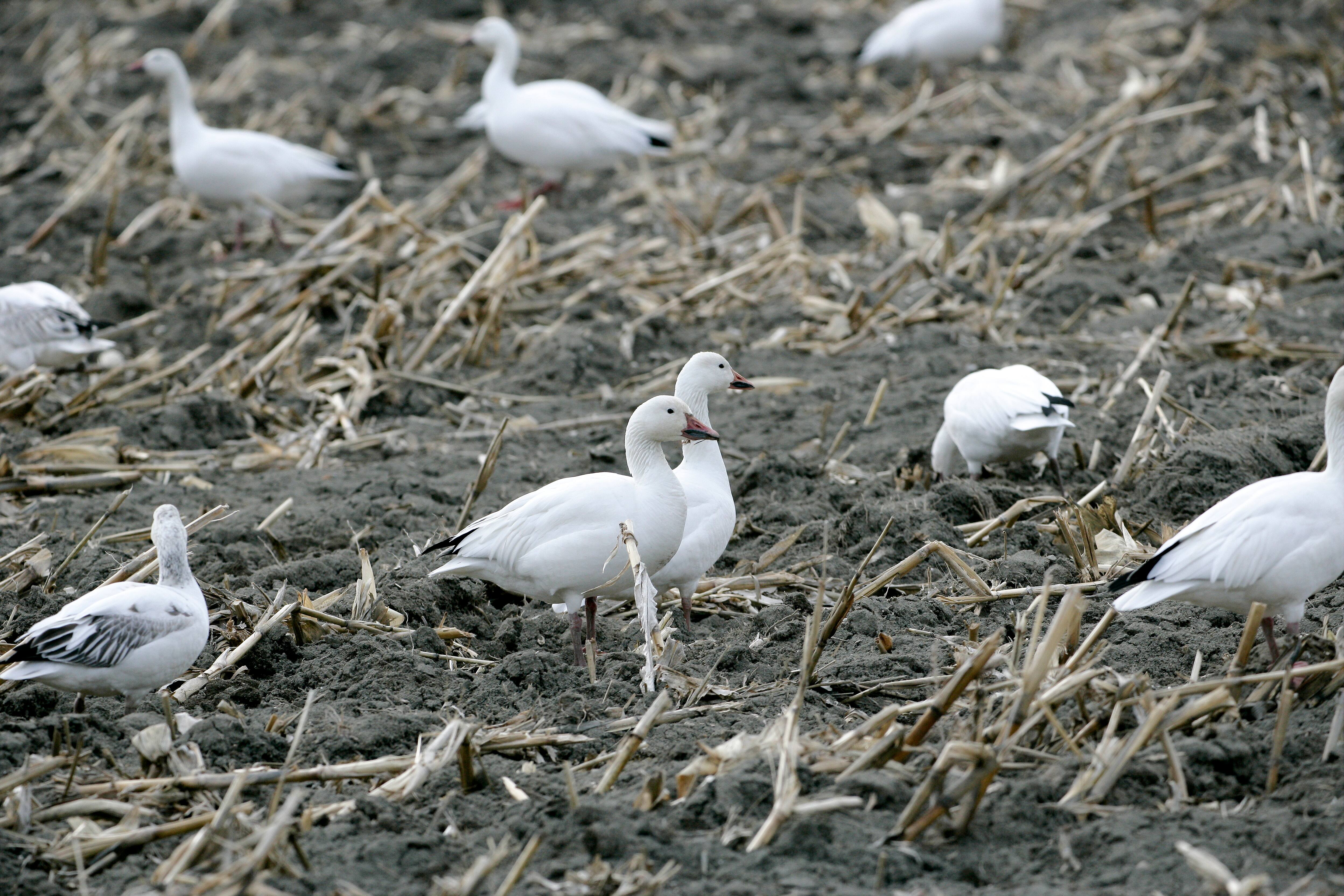 Le grand retour des oies des neiges à BaieduFebvre JDM