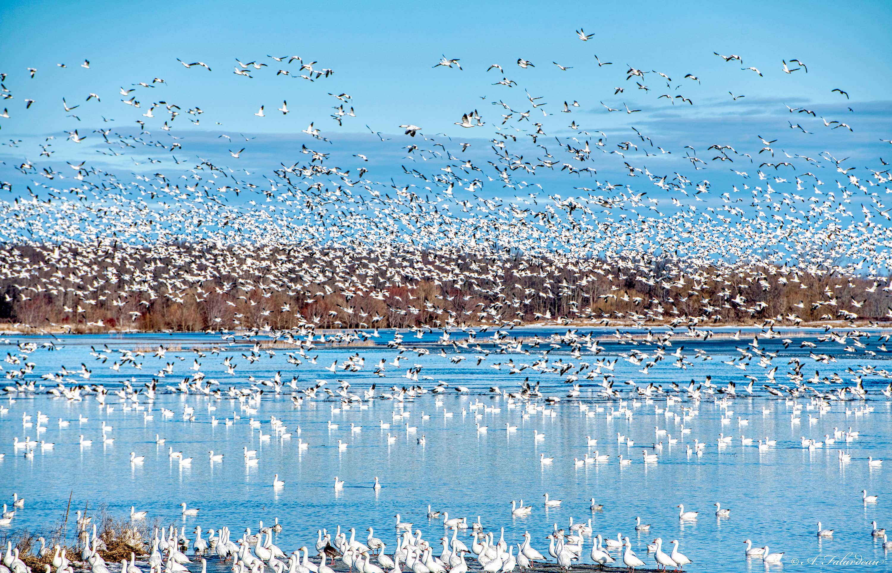 Le grand retour des oies des neiges à BaieduFebvre JDM