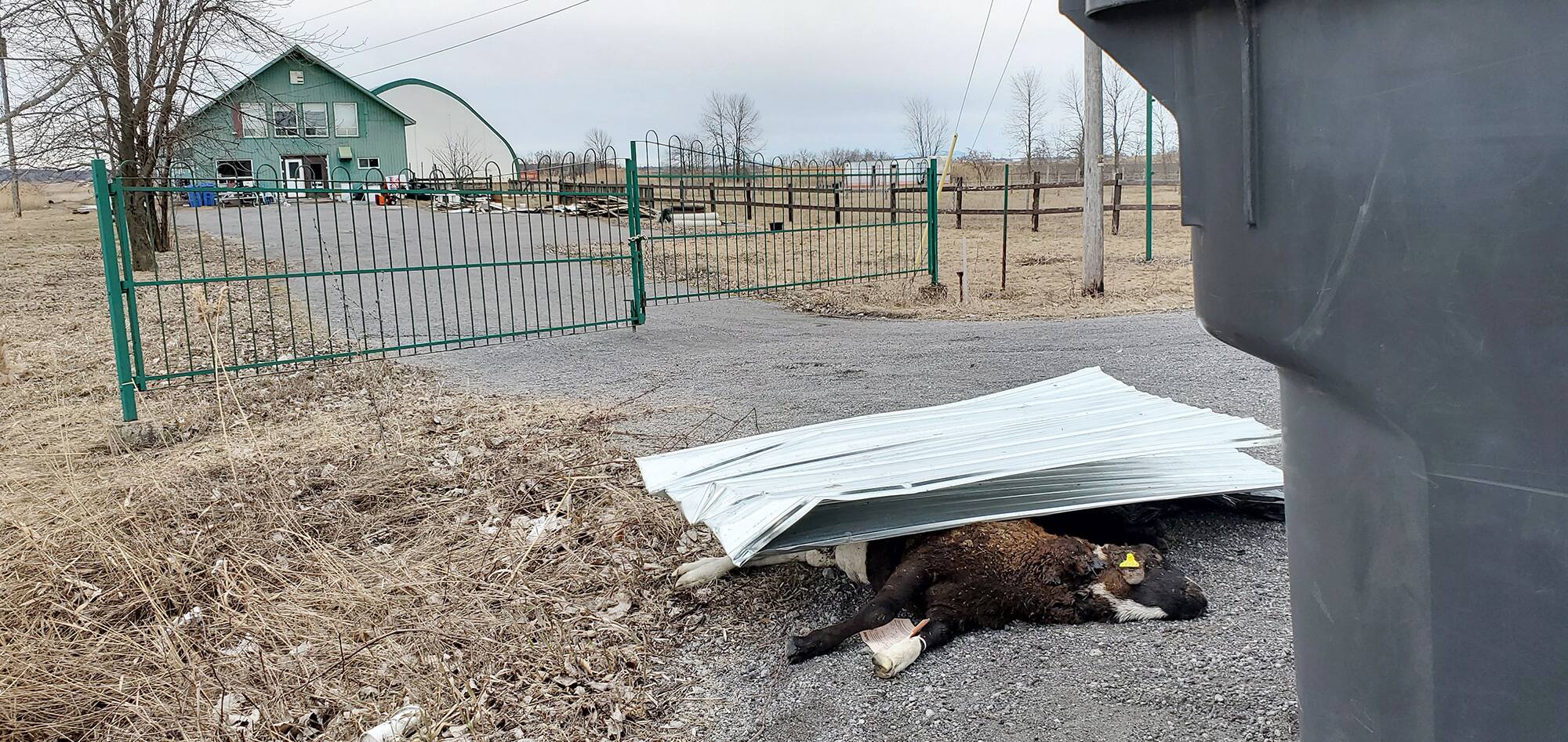 Maltraitance animale &agrave; Contrecoeur: des carcasses de moutons &agrave; l&rsquo;abandon