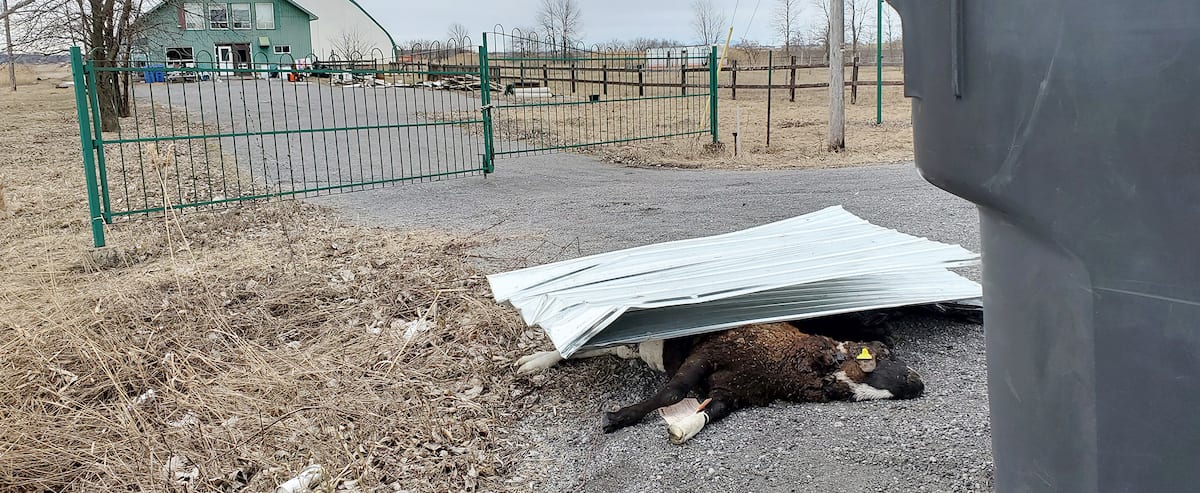 Maltraitance animale à Contrecoeur: des carcasses de moutons à l’abandon