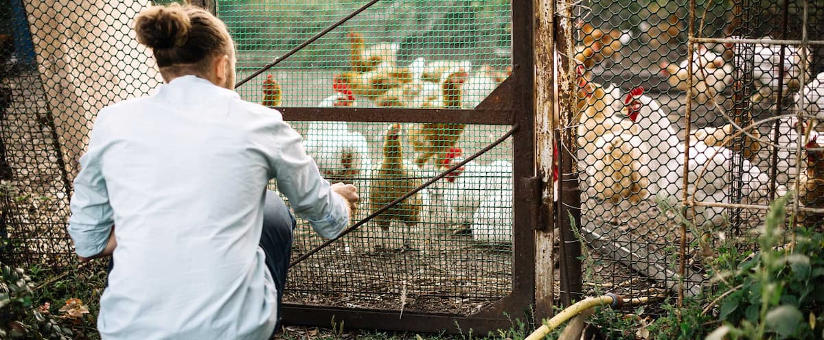 Influenza aviaire et poules urbaines