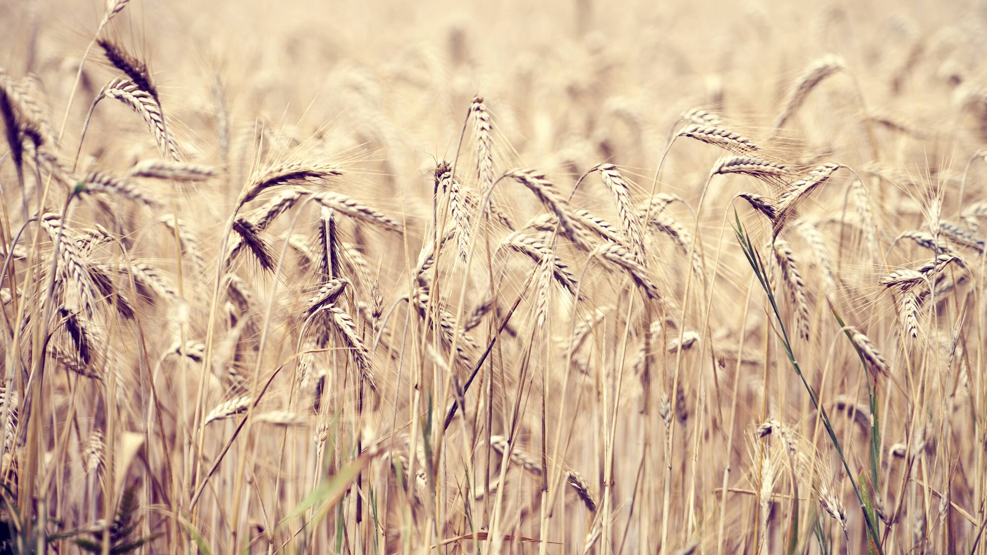 Le bl&eacute; revient &agrave; son prix d'avant l'invasion russe apr&egrave;s l'accord entre Moscou et Ky&iuml;v