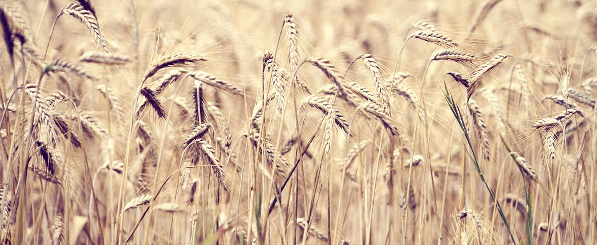 Le blé revient à son prix d'avant l'invasion russe après l'accord entre Moscou et Kyïv
