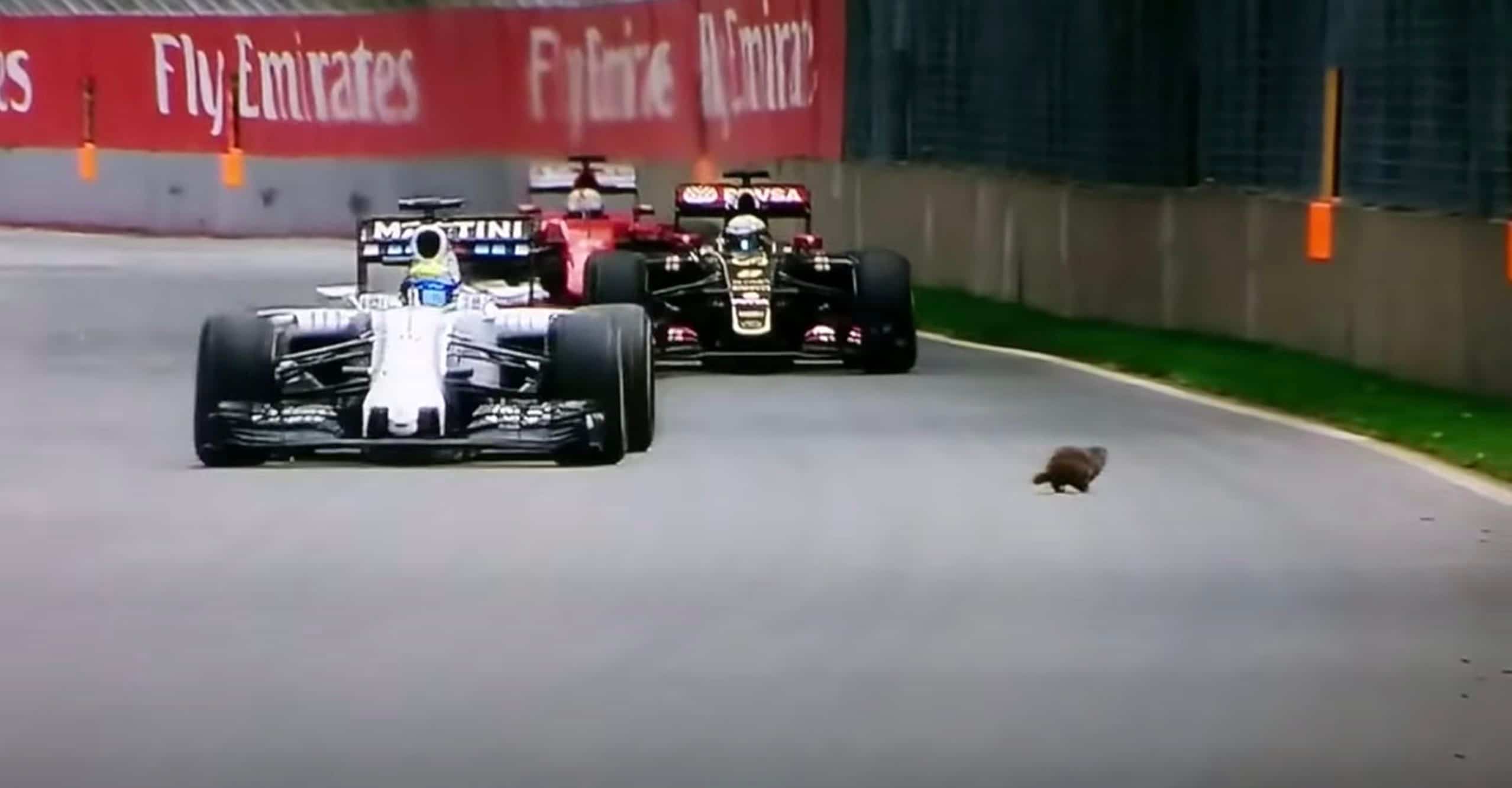 F1: une trentaine de marmottes et d’animaux sauvages capturés et déplacés avant le Grand Prix du Canada