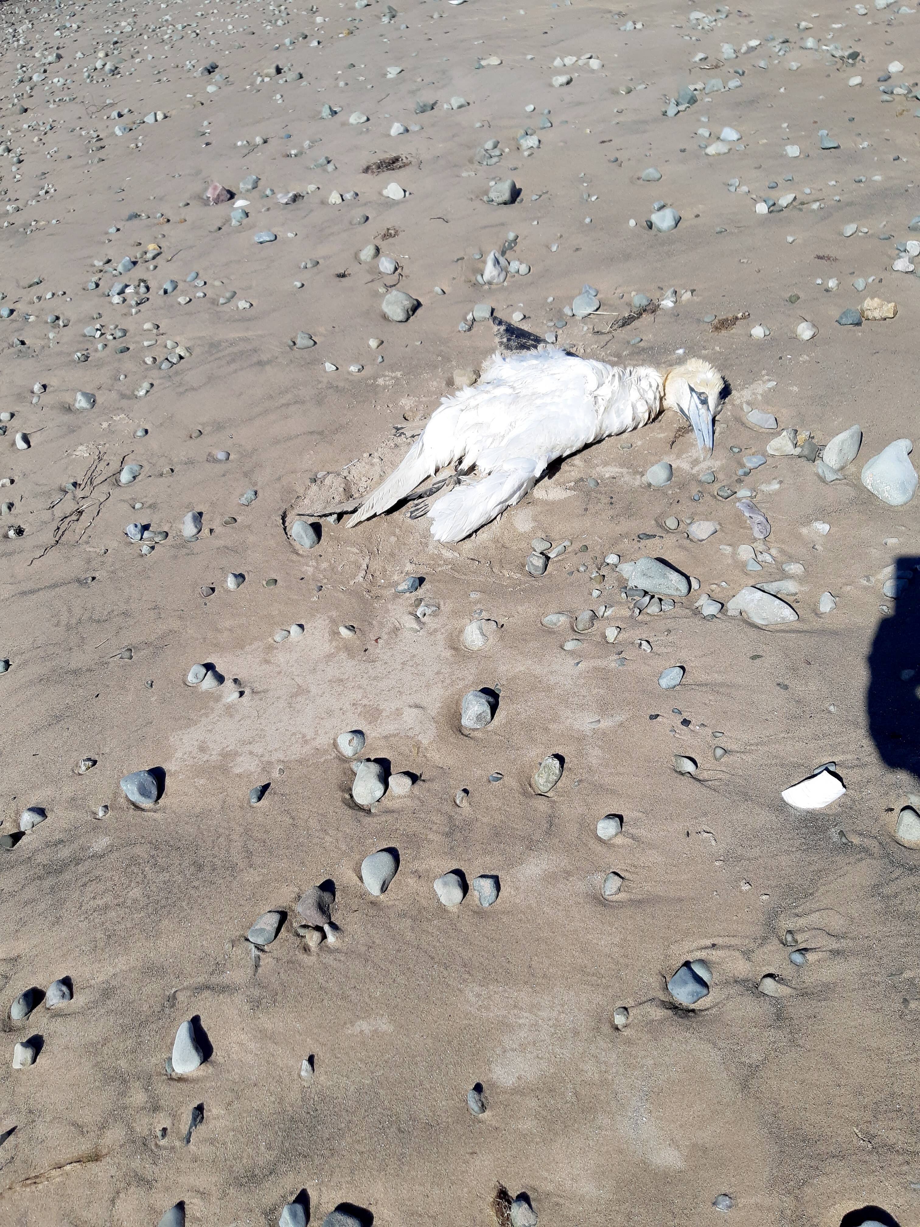 La grippe aviaire prend de l’ampleur au Québec | JDQ