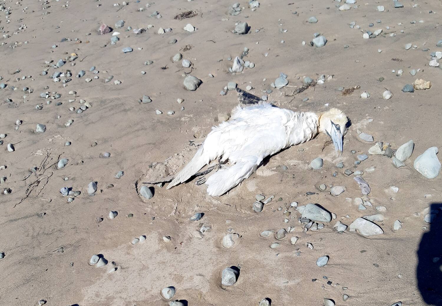 La grippe aviaire prend de l’ampleur au Québec | JDQ