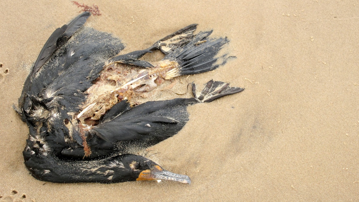 Grippe aviaire aux Îles-de-la-Madeleine: première ronde de ramassage des oiseaux morts complétée