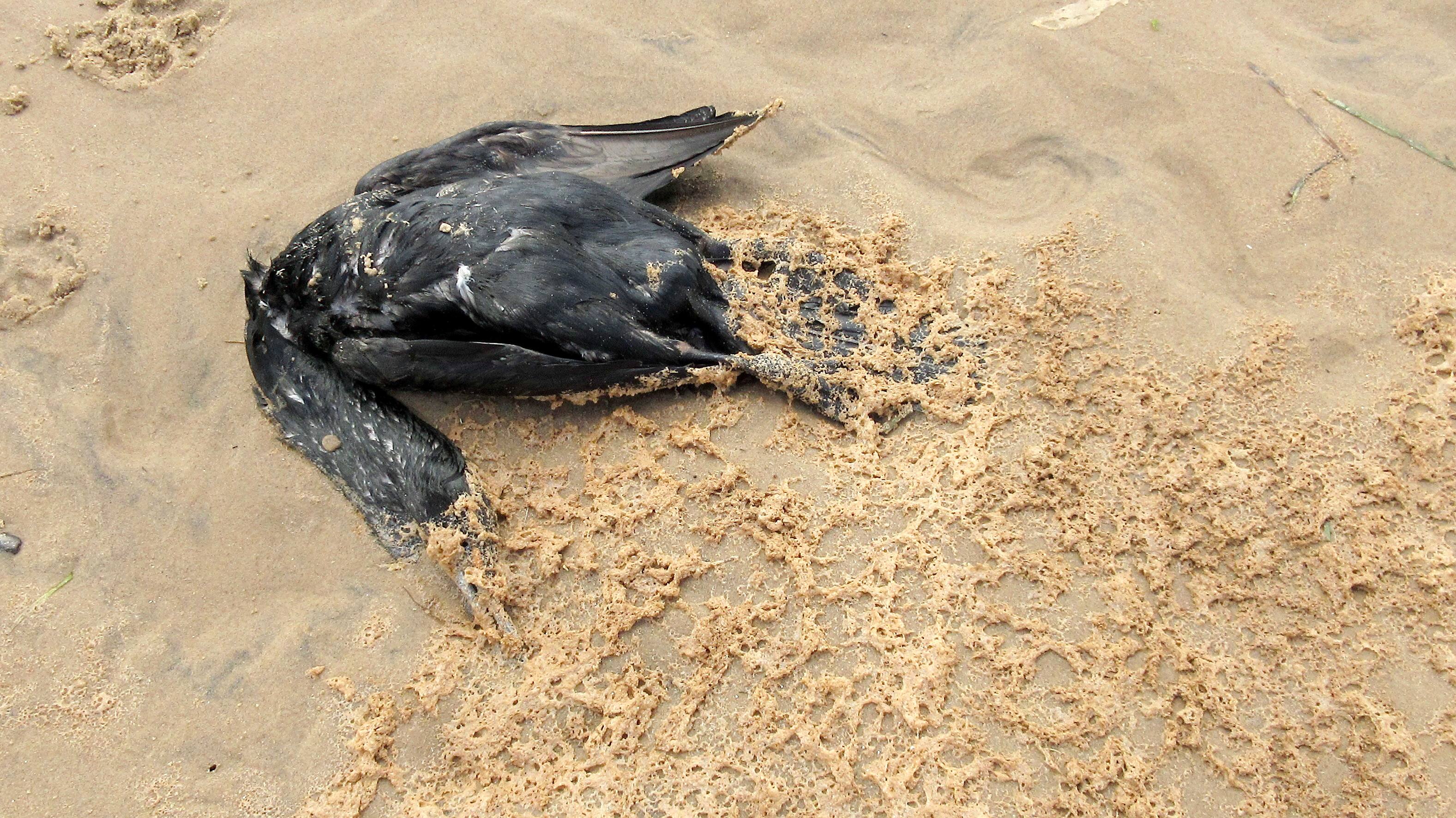 La grippe aviaire prend de l’ampleur au Québec | JDM