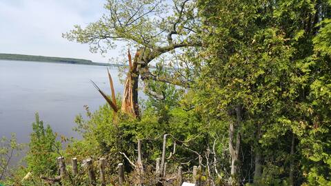 Una vecchia quercia di Francine Brousseau vista dal suo vicino Henri Renfret