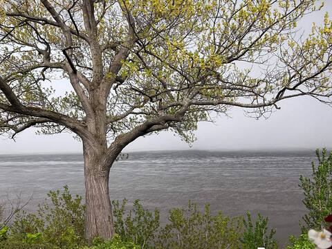 La vecchia quercia di Francine Brousseau, da Vieux-Chemin a Cap-Santé, eruttò durante una tempesta. L'albero prima della tempesta