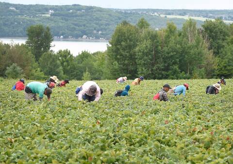 Des travailleurs étrangers dans un champ de fraises, à l’Île-d’Orléans.