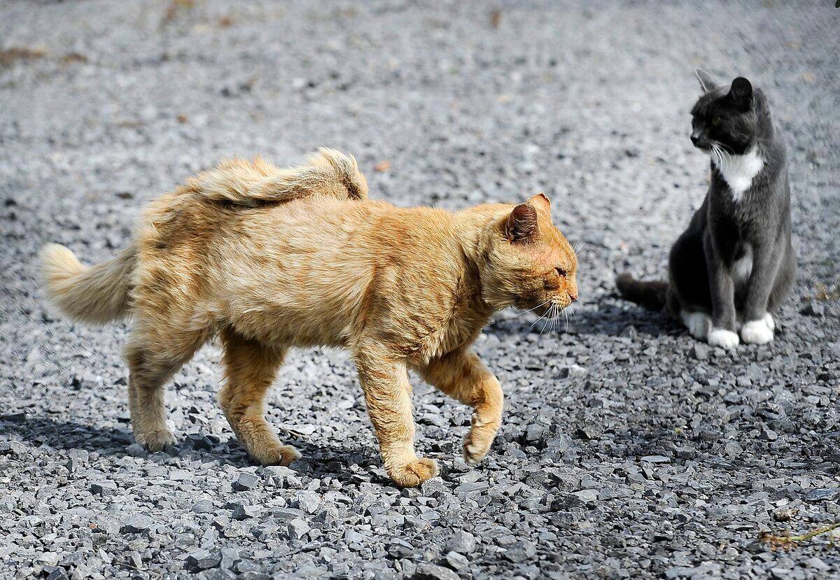 Echec Du Controle Des Chats Errants A Quebec Jdq Echec Du Controle Des Chats Errants A Quebec Jdq