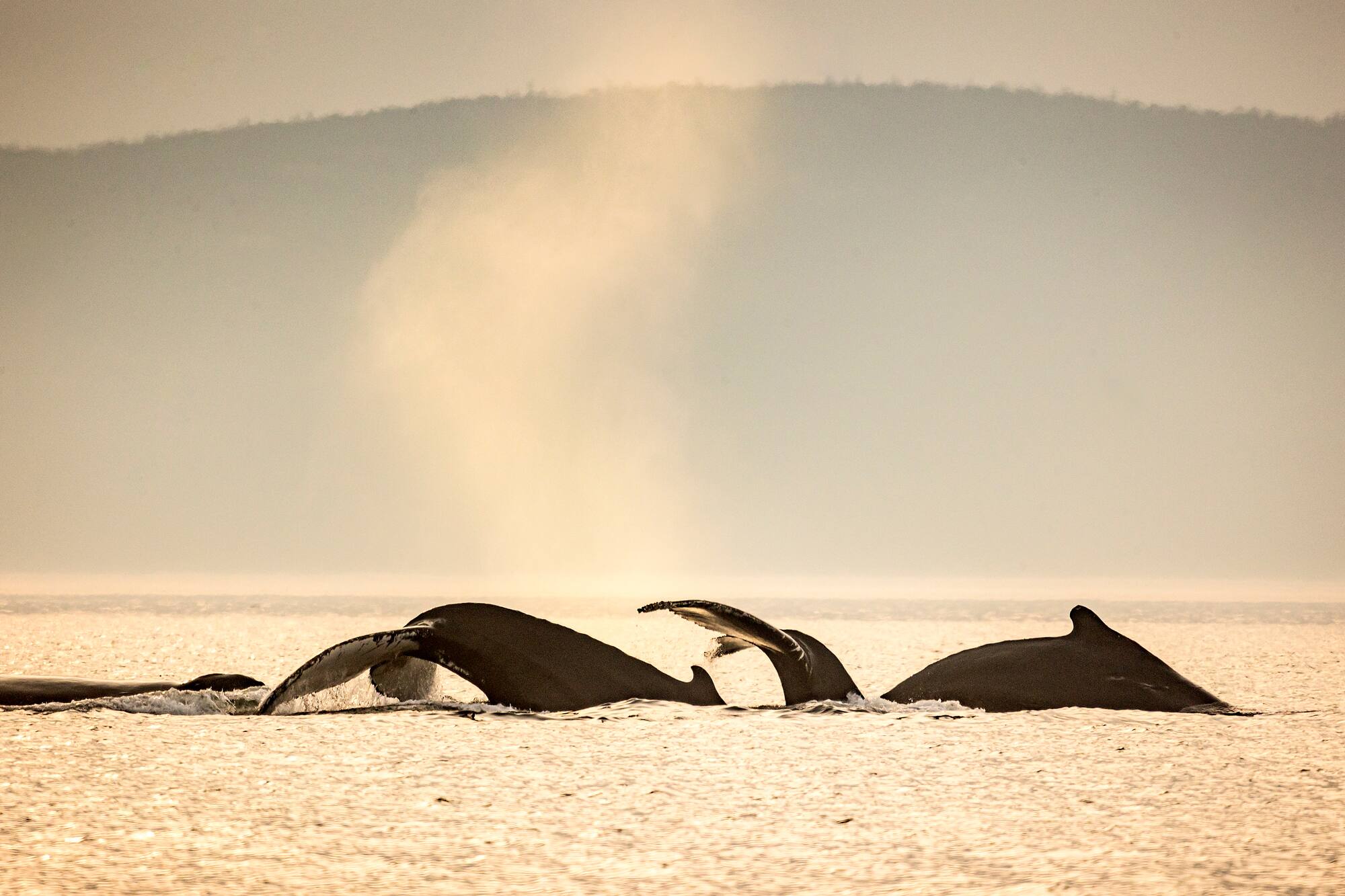 La photo que je n&rsquo;ai jamais r&eacute;ussi &agrave; prendre!