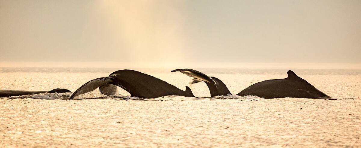 La photo que je n’ai jamais réussi à prendre!