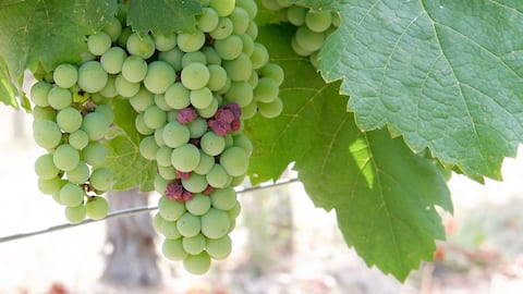 We see grapes turn red from sunlight and heat.