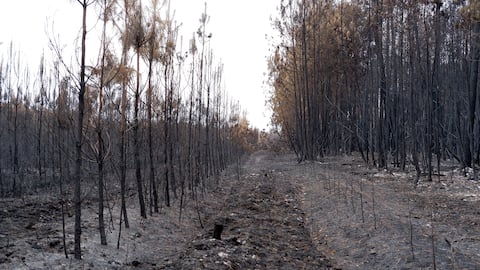 Vegetation has turned to ash in this scrubland of Landiras.