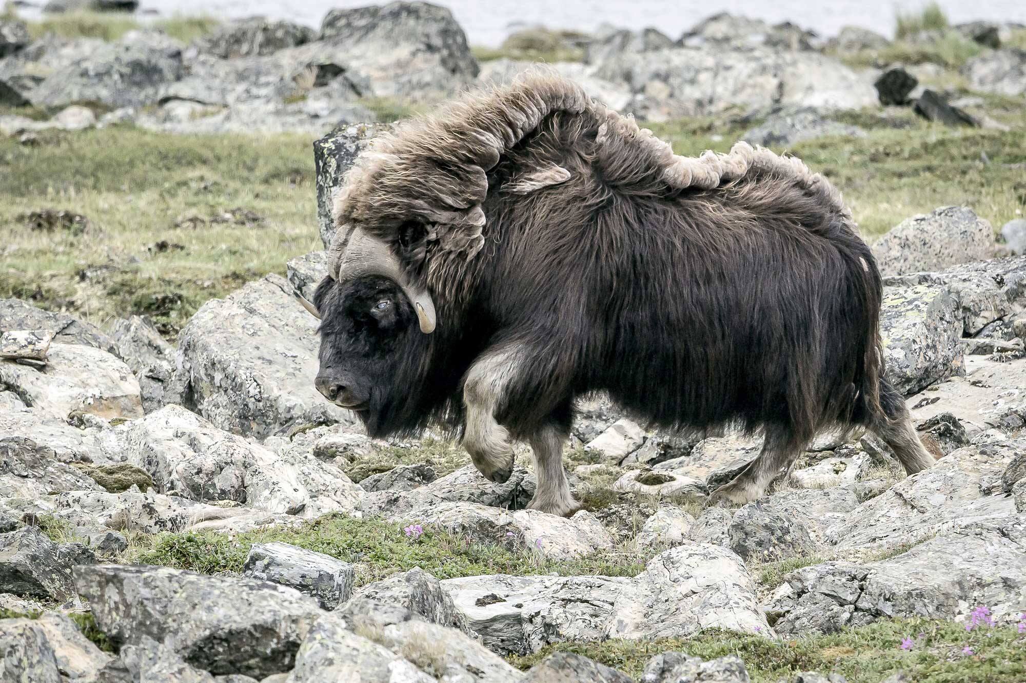 &Agrave; la rencontre d&rsquo;une b&ecirc;te gigantesque