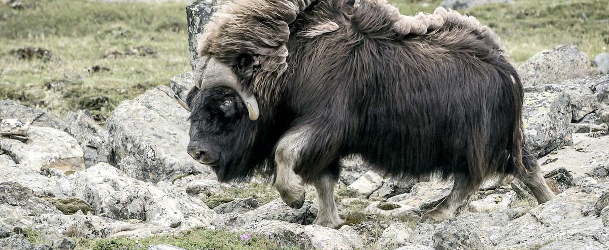 À la rencontre d’une bête gigantesque