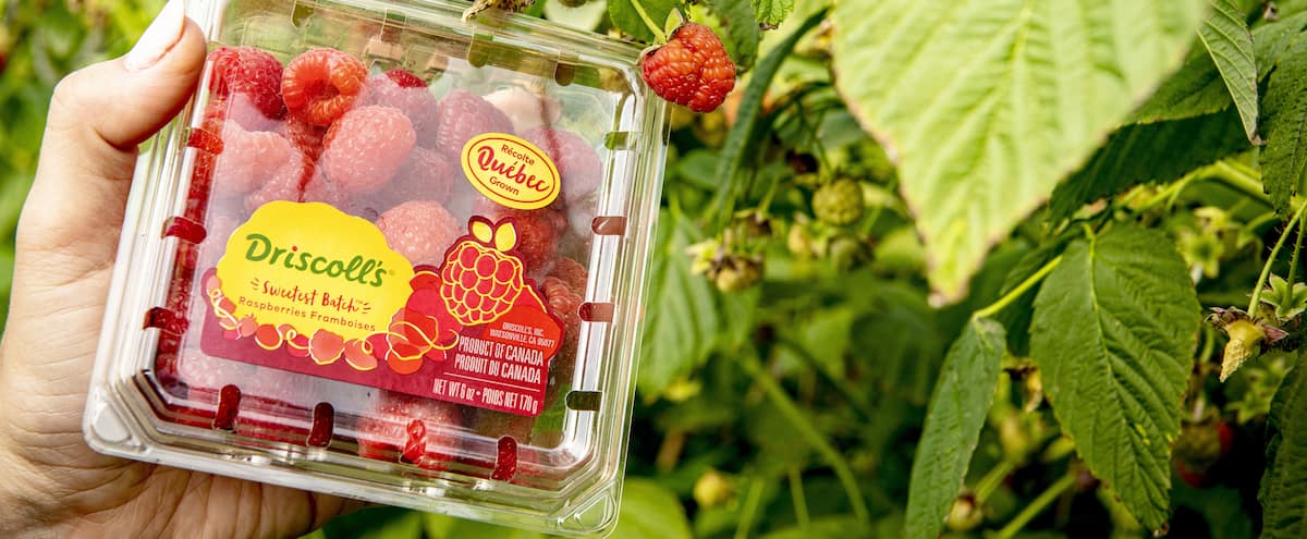 Des Driscoll’s cultivées au Québec