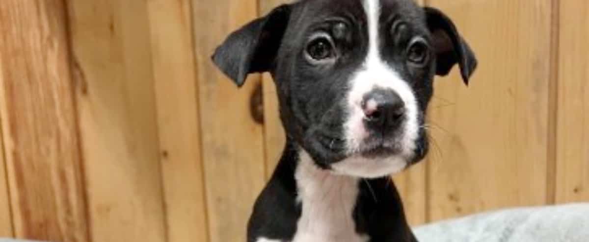 Animaux malades, prix exorbitants: une SPA de Lanaudière fortement critiquée