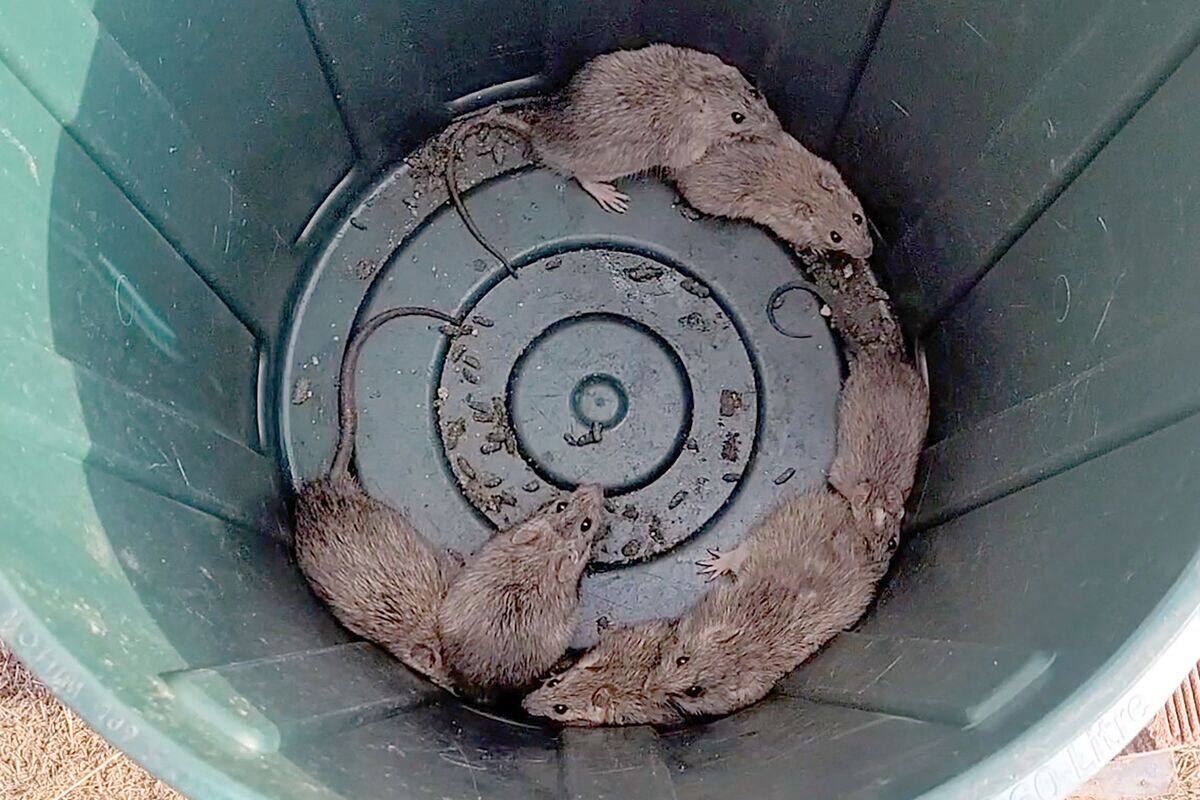 Des rats infestent des villages côtiers d'Australie | TVA Nouvelles