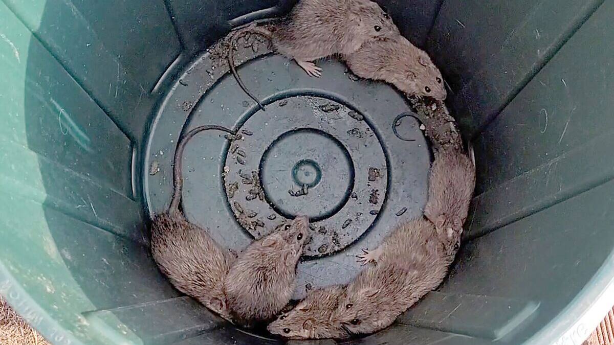 Quebec Rats Des rats infestent des villages côtiers d'Australie | JDQ